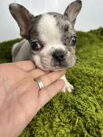 Lenny, a male French Bulldog for sale in Orange City, IA – 3 of 4