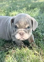 Cher, a female English Bulldog for sale in Orange City, IA – 3 of 5