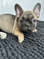 Pablo, a male French Bulldog for sale in Orange City, IA – 4 of 5