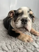 Fiona, a female English Bulldog for sale in Orange City, IA – 5 of 5