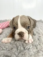 Janey, a female English Bulldog for sale in Orange City, IA – 3 of 5