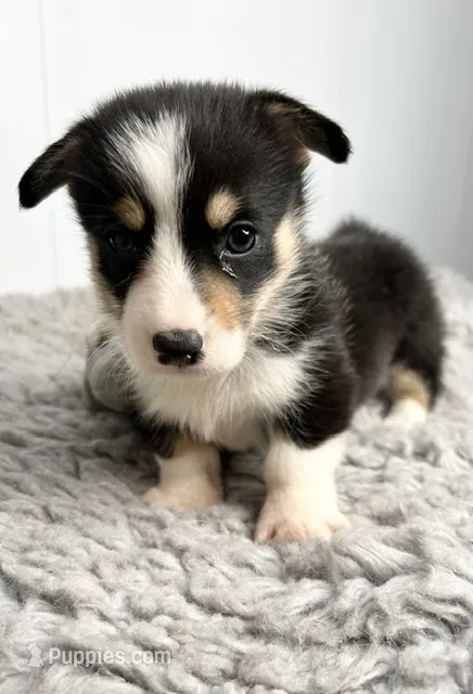 Peter – Pembroke Welsh Corgi puppy for sale in Orange City, IA