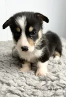 Peter, a female Pembroke Welsh Corgi for sale in Orange City, IA – 1 of 5