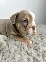 Thor, a male English Bulldog for sale in Orange City, IA – 5 of 5