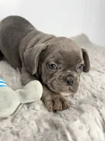 Billy, a male French Bulldog for sale in Orange City, IA – 3 of 5
