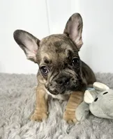 Rocket, a male French Bulldog for sale in Orange City, IA – 2 of 4