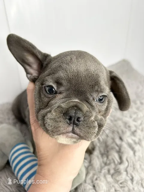 Billy – French Bulldog puppy for sale in Orange City, IA