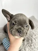 Billy, a male French Bulldog for sale in Orange City, IA – 1 of 5
