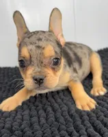 SALE! Nani, a female French Bulldog for sale in Orange City, IA – 5 of 5