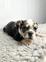 Fiona, a female English Bulldog for sale in Orange City, IA – 1 of 5