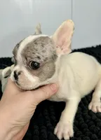 Loki, a male French Bulldog for sale in Orange City, IA – 2 of 3