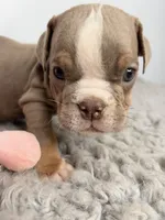 Layla, a female English Bulldog for sale in Orange City, IA – 1 of 5