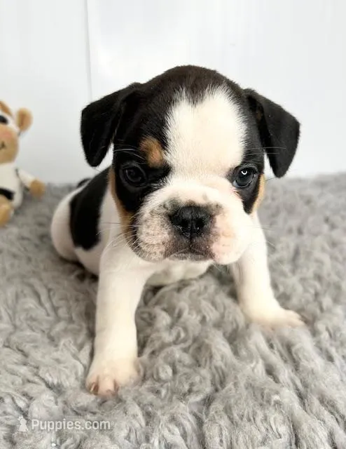 Pokey – French Bulldog puppy for sale in Orange City, IA