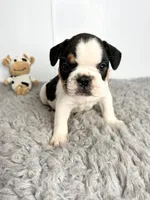 Pokey, a male French Bulldog for sale in Orange City, IA – Photo 3 of 5