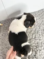 Pokey, a male French Bulldog for sale in Orange City, IA – Photo 2 of 5