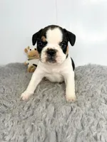 Pokey, a male French Bulldog for sale in Orange City, IA – Photo 5 of 5