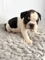 Pokey, a male French Bulldog for sale in Orange City, IA – Photo 4 of 5