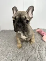 Gamora, a female French Bulldog for sale in Orange City, IA – 4 of 5