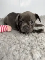 Jenna, a female French Bulldog for sale in Orange City, IA – 4 of 4