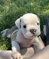 Hanna, a female English Bulldog for sale in Orange City, IA – 1 of 5