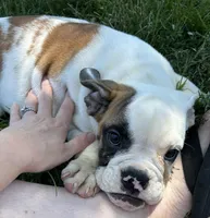 Patricia, a female English Bulldog for sale in Orange City, IA – 5 of 6