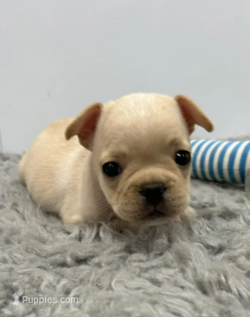 Liam – French Bulldog puppy for sale in Orange City, IA