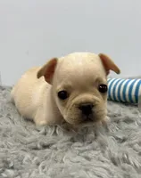 Liam, a male French Bulldog for sale in Orange City, IA – 1 of 3