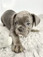 Billy, a male French Bulldog for sale in Orange City, IA – 4 of 5