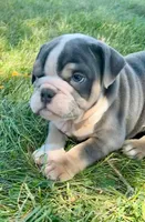 Mimi, a female English Bulldog for sale in Orange City, IA – 2 of 5
