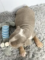 Loki, a male English Bulldog for sale in Orange City, IA – 3 of 5