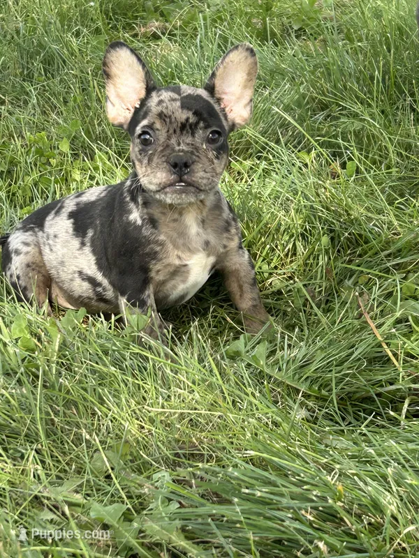 SALE! Stitch – French Bulldog puppy for sale in Orange City, IA