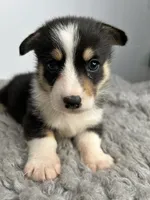 Peter, a female Pembroke Welsh Corgi for sale in Orange City, IA – 5 of 5