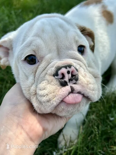Debbie – English Bulldog puppy for sale in Orange City, IA