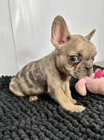 Penny, a female French Bulldog for sale in Orange City, IA – 2 of 5