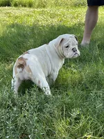 Debbie, a female English Bulldog for sale in Orange City, IA – 5 of 6