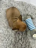 Frankie, a male French Bulldog for sale in Orange City, IA – 2 of 4