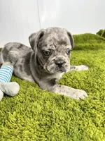 Clay, a male French Bulldog for sale in Orange City, IA – 2 of 5