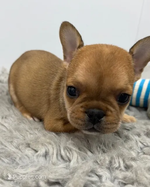 Frankie – French Bulldog puppy for sale in Orange City, IA