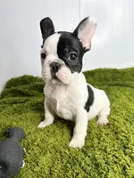 Mel, a female French Bulldog for sale in Orange City, IA – 5 of 5