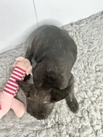SALE! Juliet, a female French Bulldog for sale in Orange City, IA – 2 of 4