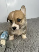 Bobby, a female Pembroke Welsh Corgi for sale in Orange City, IA – 5 of 5