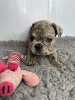 SALE! Lucy, a female French Bulldog for sale in Orange City, IA – 3 of 5