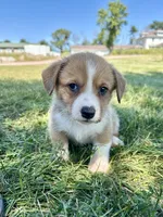 Marco, a male Pembroke Welsh Corgi for sale in Orange City, IA – 1 of 4