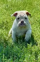 Debbie, a female English Bulldog for sale in Orange City, IA – 3 of 6