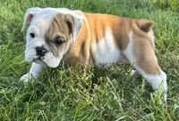 Benny, a male English Bulldog for sale in Orange City, IA – 3 of 4