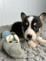Greg, a female Pembroke Welsh Corgi for sale in Orange City, IA – 2 of 4