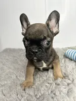 Groot, a male French Bulldog for sale in Orange City, IA – 2 of 4