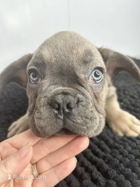 SALE! Pedro – French Bulldog puppy for sale in Orange City, IA