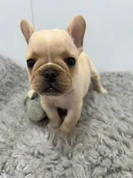 Jack, a male French Bulldog for sale in Orange City, IA – 2 of 3