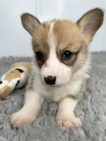 Marsha, a female Pembroke Welsh Corgi for sale in Orange City, IA – 3 of 4